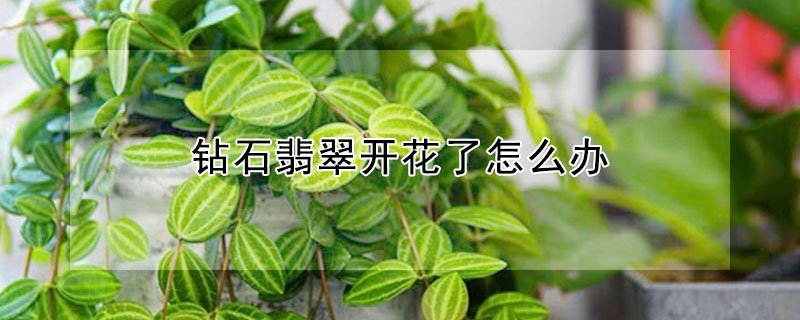 鑽石翡翠開花了怎麼辦