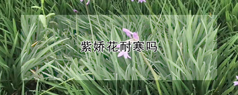 紫嬌花耐寒嗎