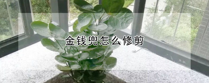 金錢兜怎麼修剪