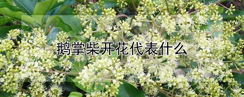 鵝掌柴開花代表什麼