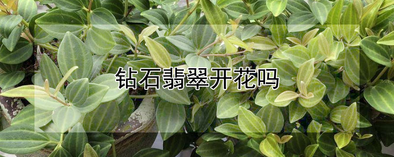 鑽石翡翠開花嗎