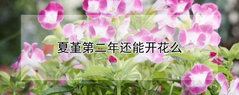 夏堇第二年還能開花麼