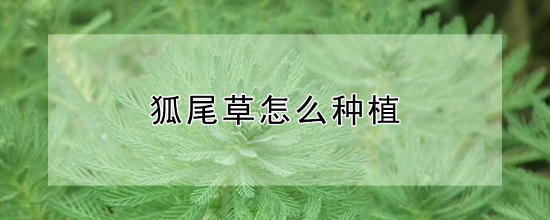 狐尾草怎麼種植