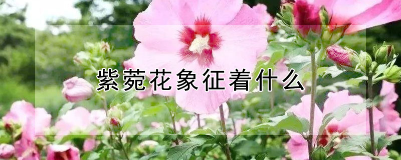 紫菀花象征著什麼