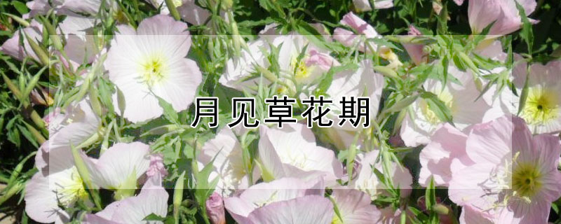 月見草花期