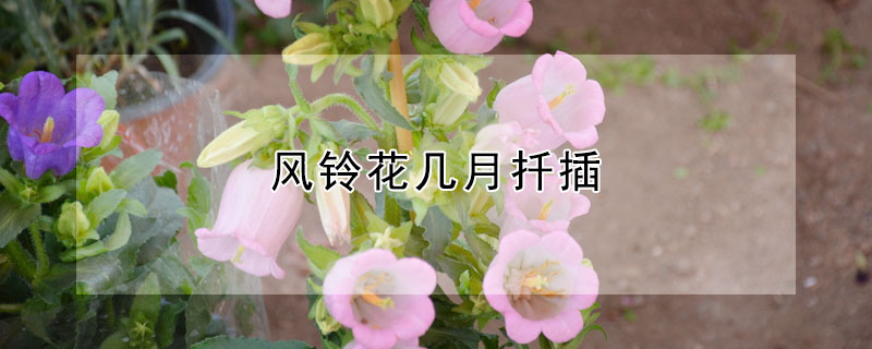 風鈴花幾月扡插