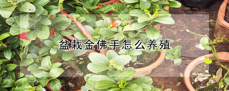 盆栽金佛手怎麼養殖