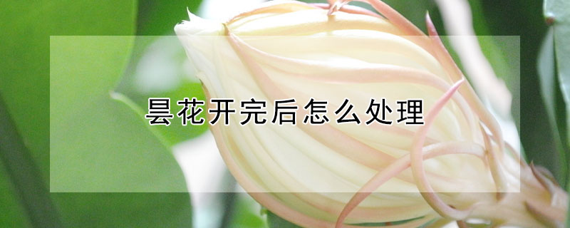 曇花開完後怎麼處理