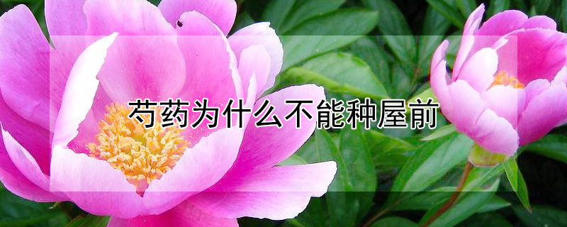 芍藥為什麼不能種屋前