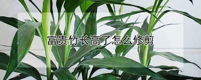 富貴竹長高了怎麼修剪