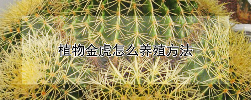 植物金虎怎麼養殖方法