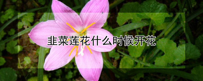 韭菜蓮花什麼時候開花