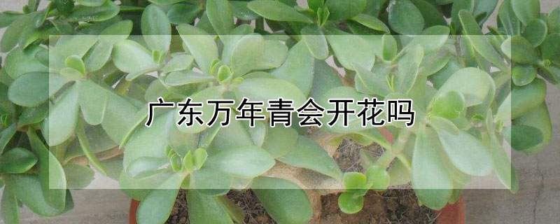 廣東萬年青會開花嗎