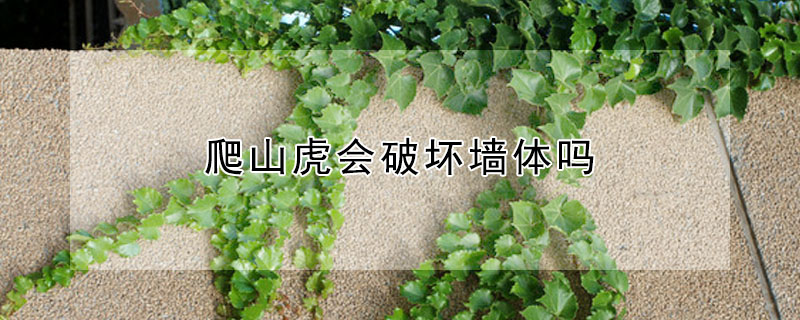 爬山虎會破壞牆體嗎