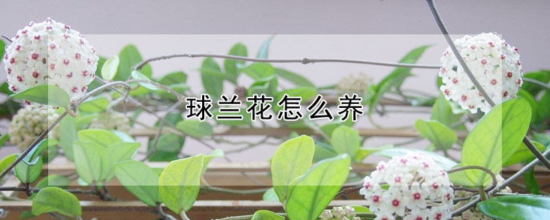 球蘭花怎麼養