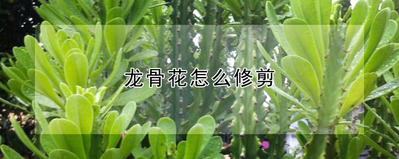 龍骨花怎麼修剪