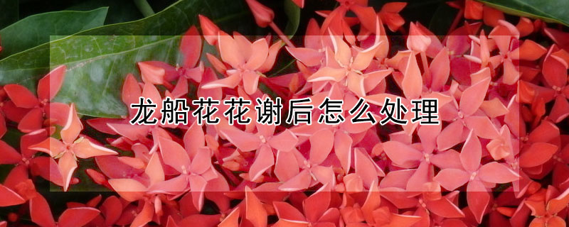 龍船花花謝後怎麼處理