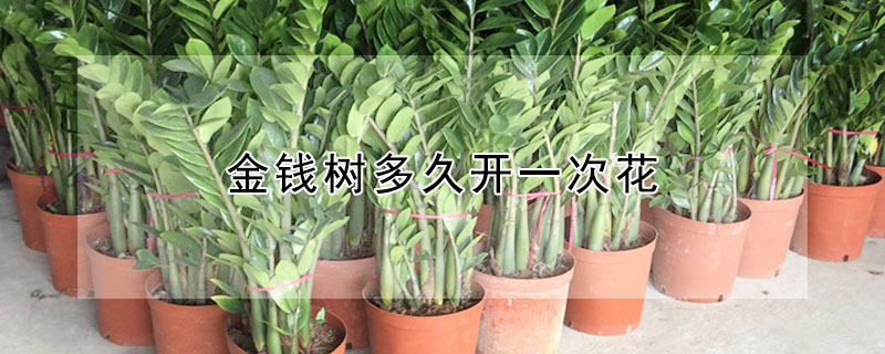 金錢樹多久開一次花