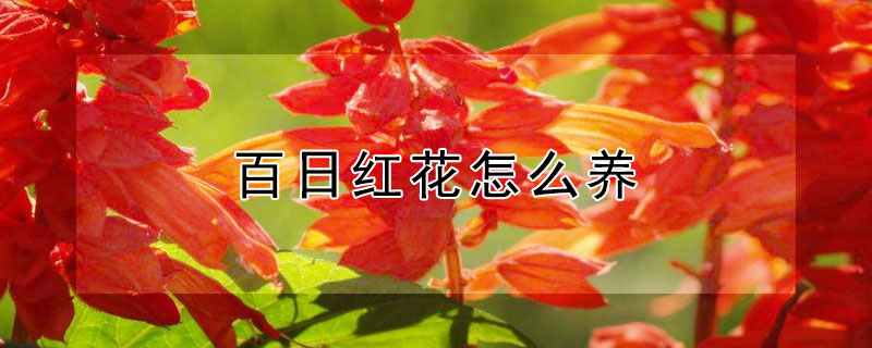 百日紅花怎麼養