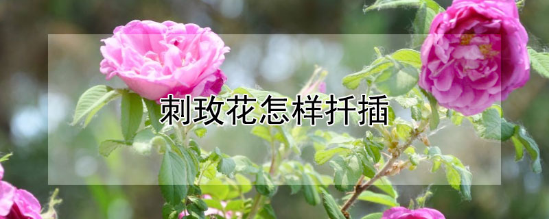 刺玫花怎樣扡插