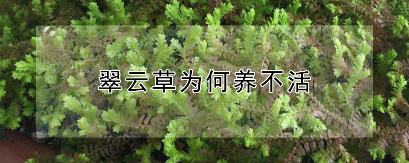 翠雲草為何養不活