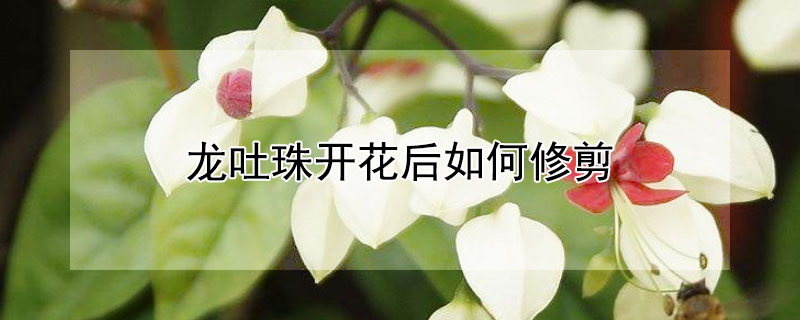 龍吐珠開花後如何修剪