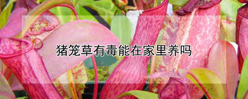 豬籠草有毒能在家裏養嗎