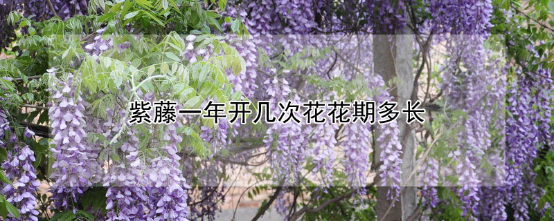 紫藤一年開幾次花花期多長