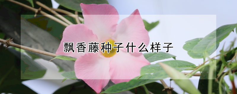 飄香藤種子什麼樣子