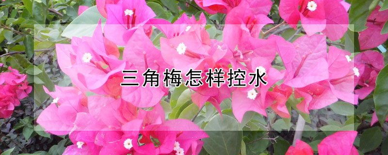 三角梅怎樣控水