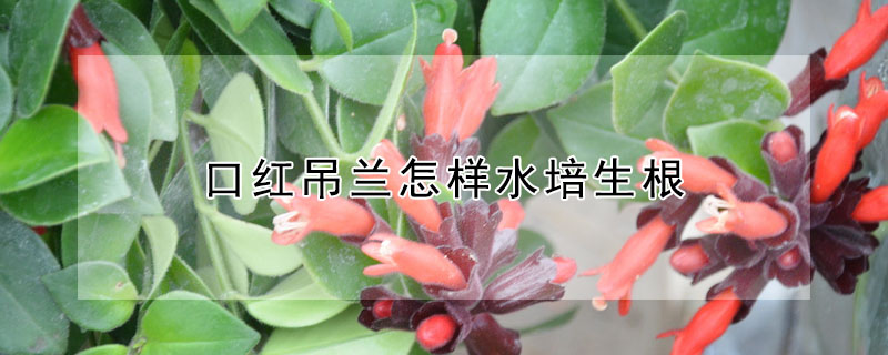 口紅吊蘭怎樣水培生根