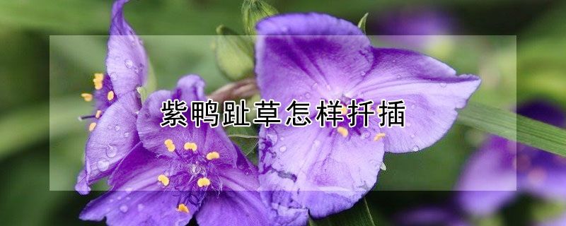 紫鴨趾草怎樣扡插