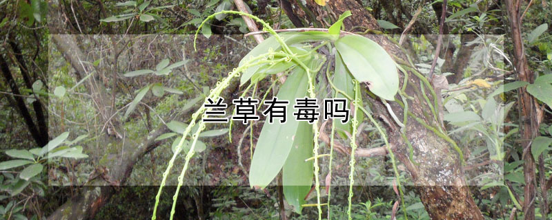 蘭草有毒嗎