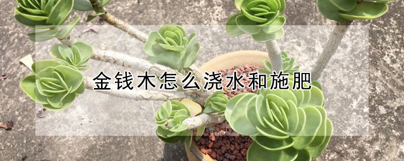 金錢木怎麼澆水和施肥