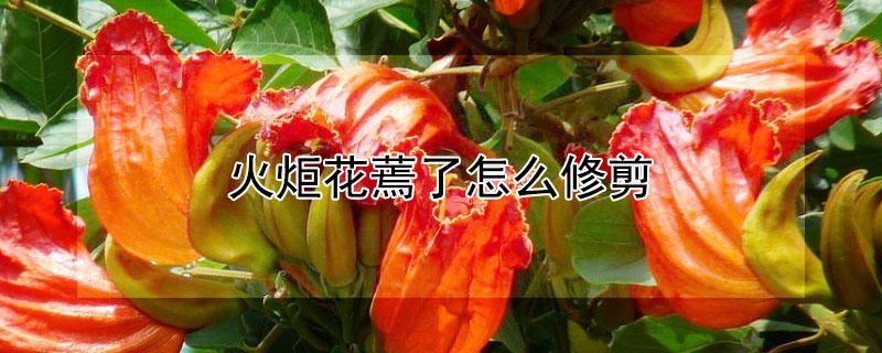 火炬花蔫了怎麼修剪