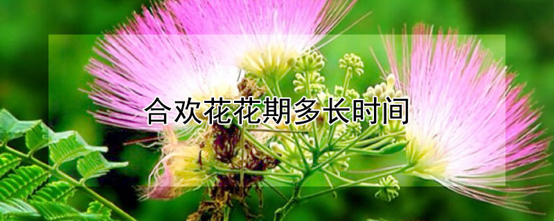 合歡花花期多長時間