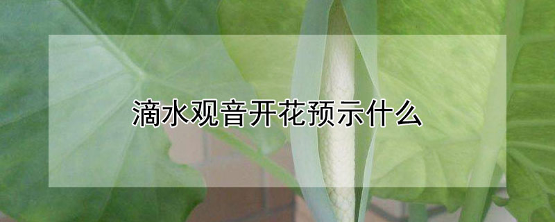 滴水觀音開花預示什麼