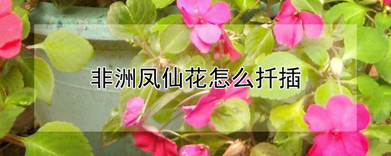 非洲鳳仙花怎麼扡插