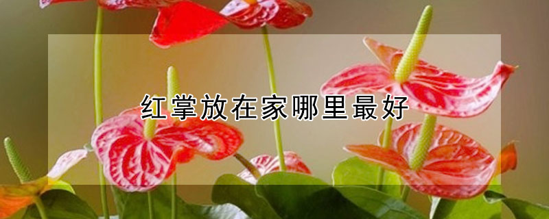 紅掌放在家哪裏最好