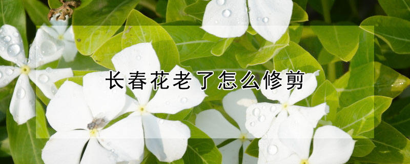 長春花老了怎麼修剪