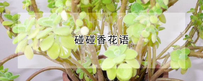 碰碰香花語