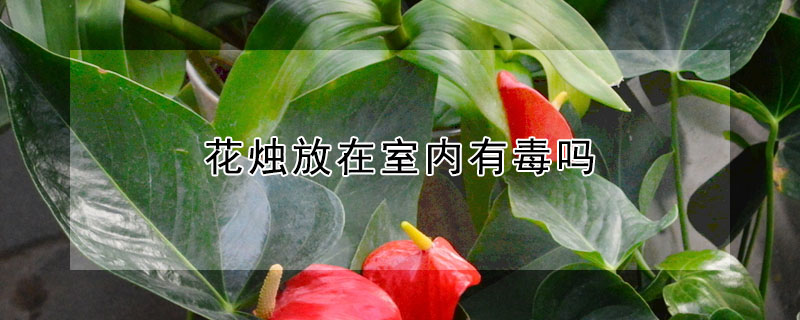 花燭放在室內有毒嗎