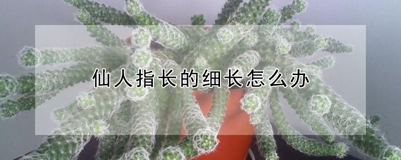 仙人指長的細長怎麼辦