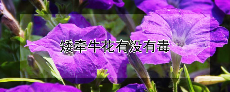 矮牽牛花有沒有毒