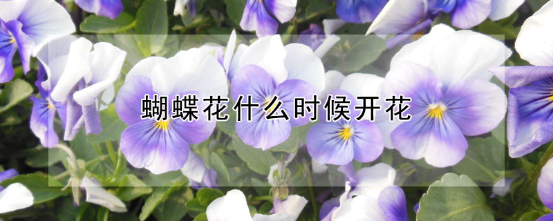 蝴蝶花什麼時候開花