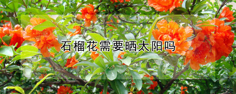 石榴花需要曬太陽嗎