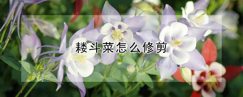 耬鬥菜怎麼修剪