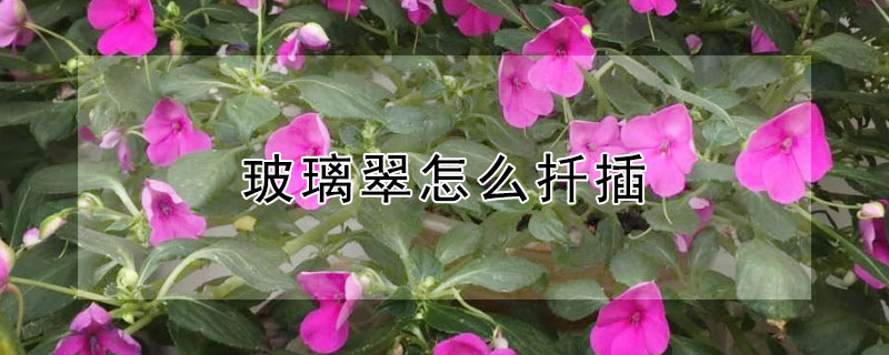 玻璃翠怎麼扡插