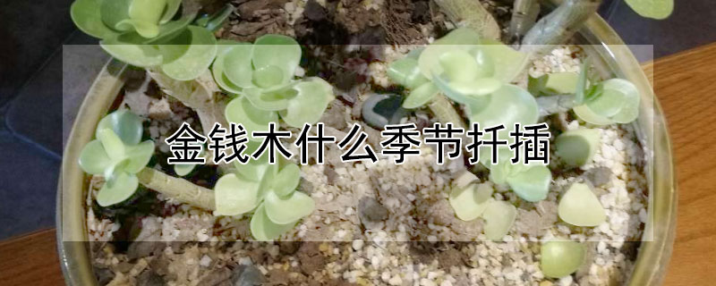 金錢木什麼季節扡插