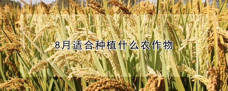 8月適合種植什麼農作物